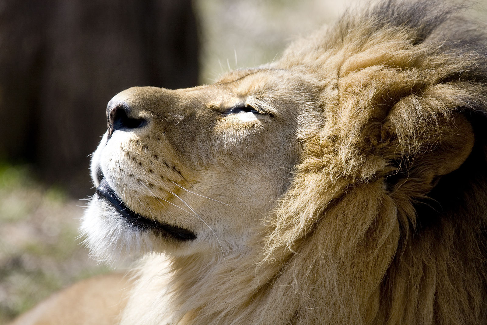 Zoo Volunteers